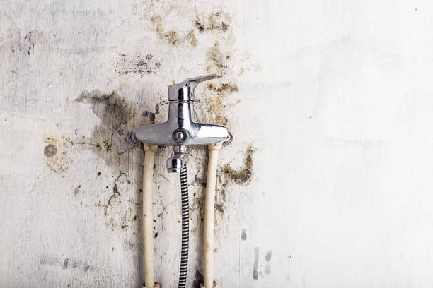 Best Commercial Mold Removal  in Conesus Lake, NY