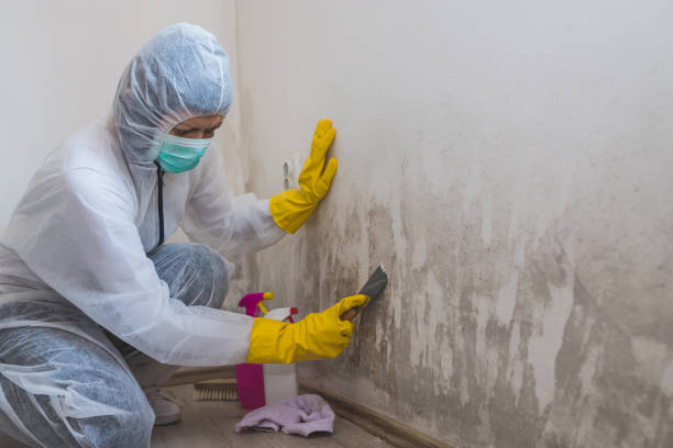 Best Local Mold Removal Service  in Conesus Lake, NY