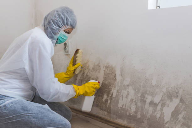 Best Mold Testing  in Conesus Lake, NY