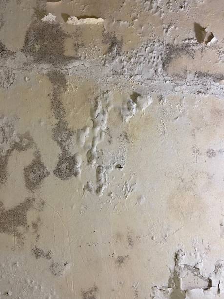 Best Mold Damage Repair  in Conesus Lake, NY