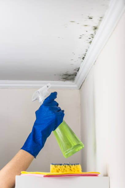 Best Certified Mold Removal  in Conesus Lake, NY